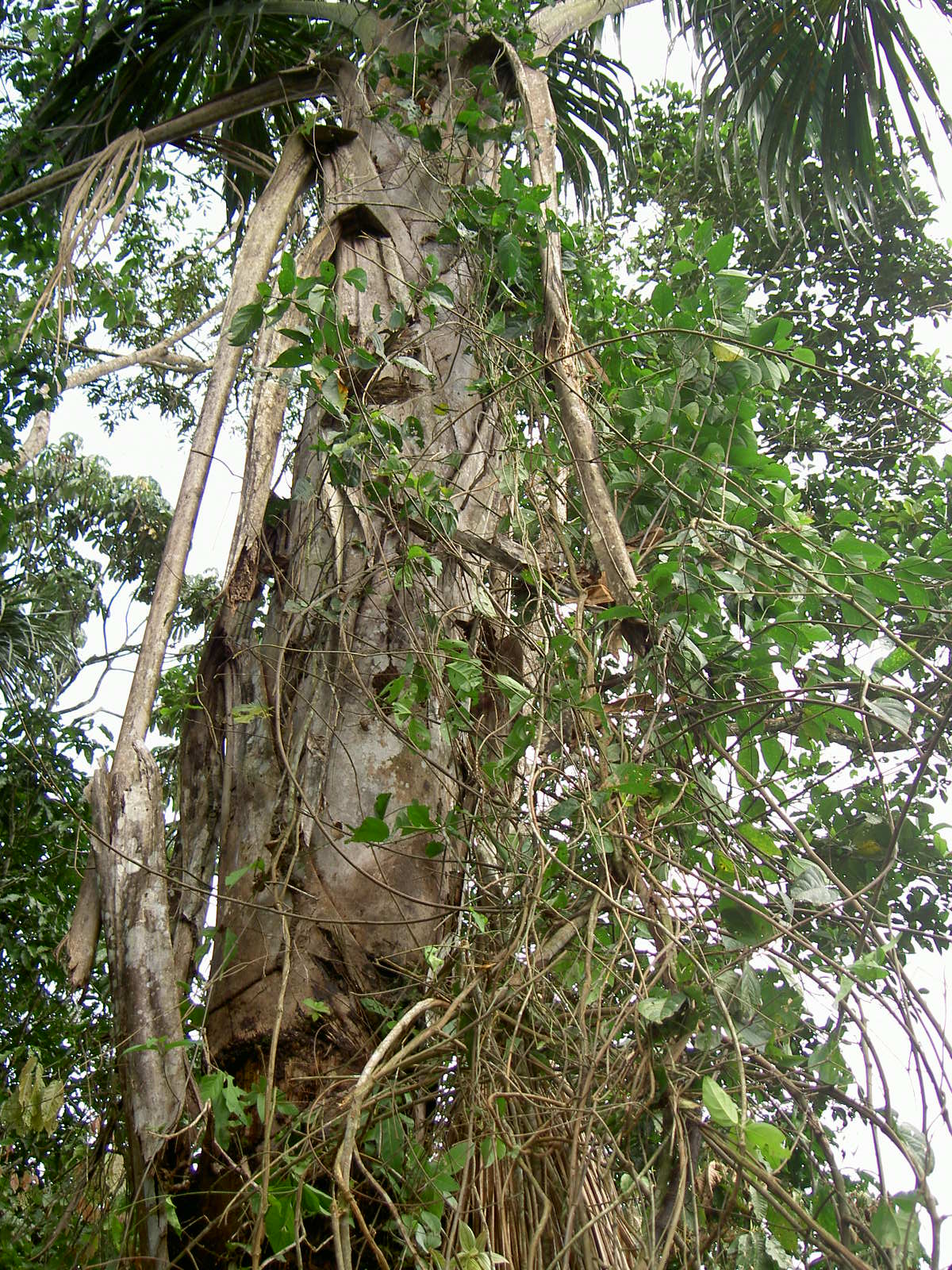 Banisteriopsis caapi (Terpsichore, Wikipedia)